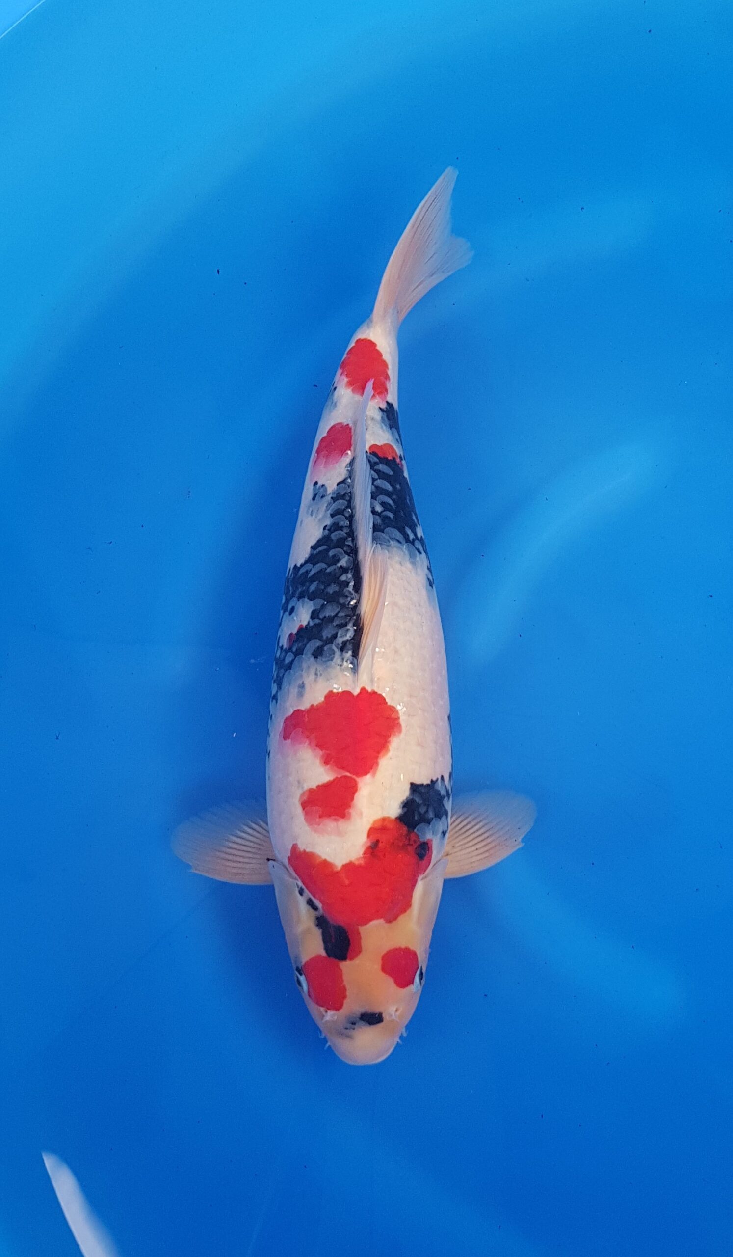 Showa - Hauptquartier Nisai (2 Jahre) - KOI-31051