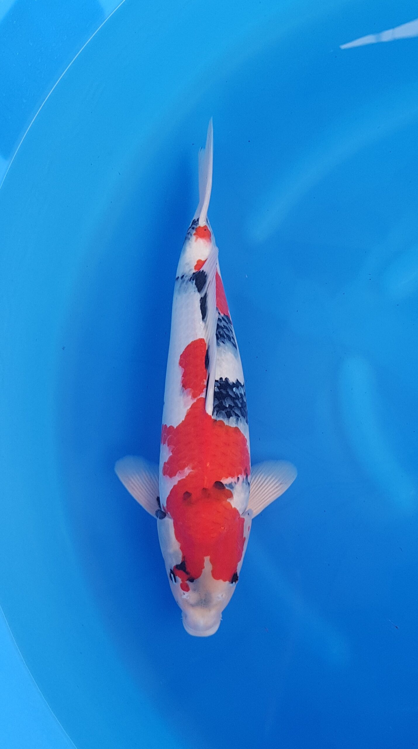 Showa - Hauptquartier Nisai (2 Jahre) - KOI-31049