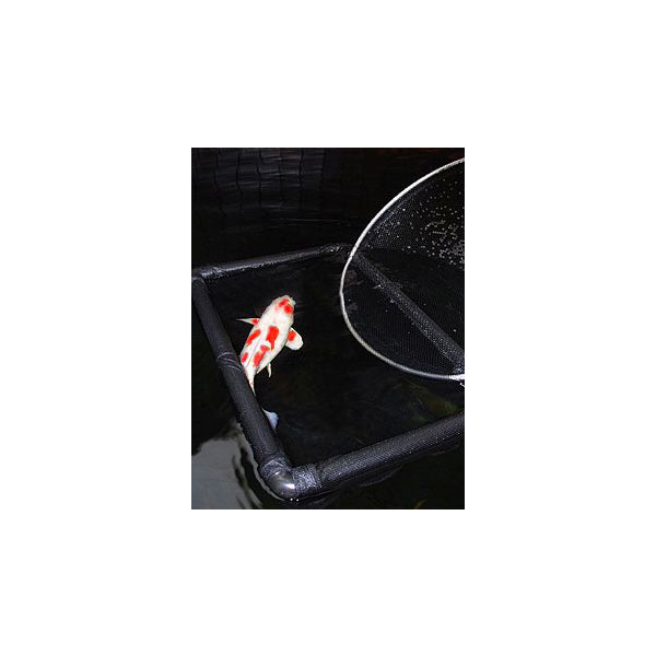 Animal, Carp, Fish, Sea Life, Koi