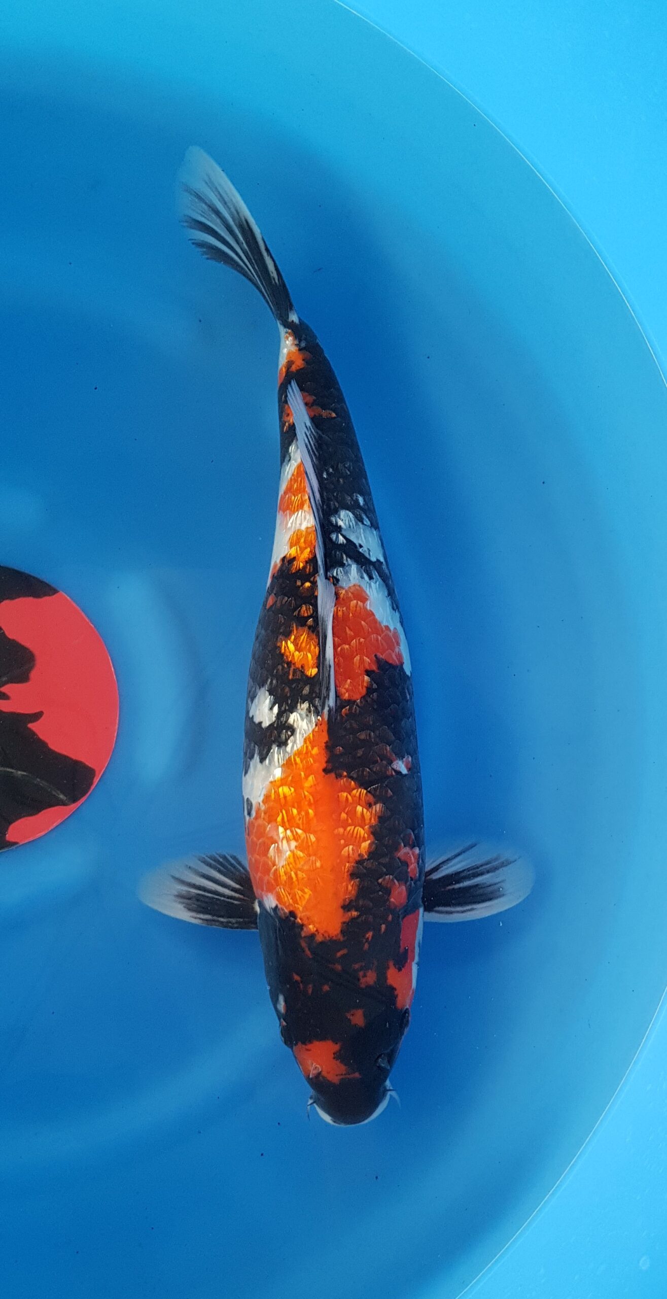 Showa-Ginrin - Nisai (2 Jahre) - KOI-30445